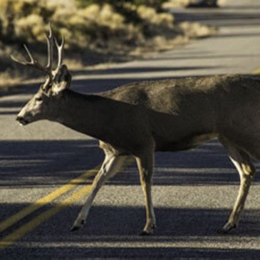 Deer Crossing the road
