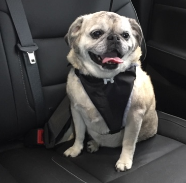 pet safety in vehicles and dog seat belts